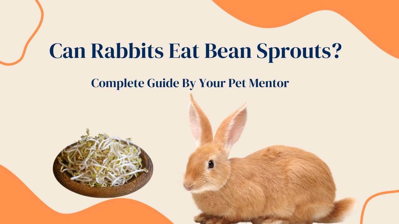Can Rabbits Eat Bean Sprouts
