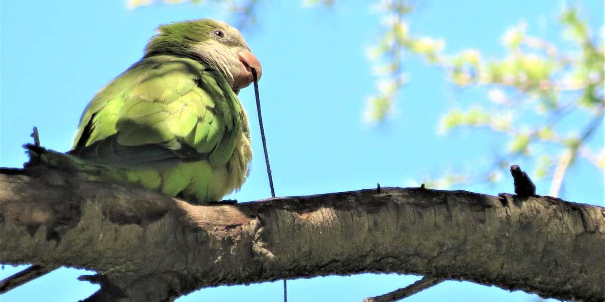 Green Birds In Florida