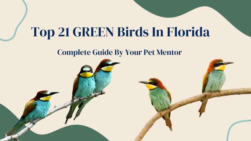 Green Birds In Florida