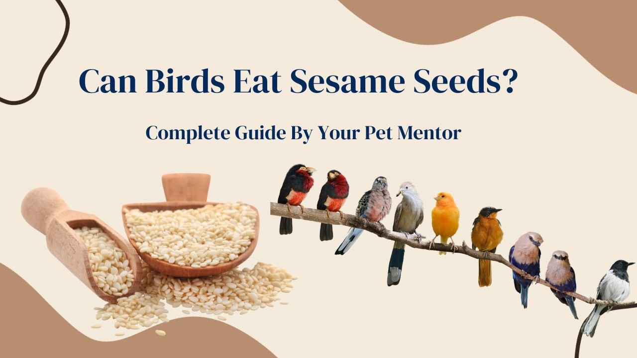 Can Birds Eat Sesame Seeds