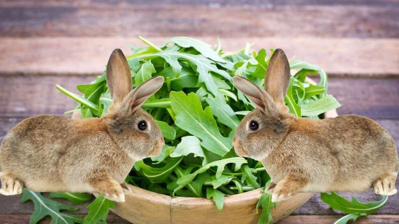 Can Rabbits Eat Arugula Everyday?