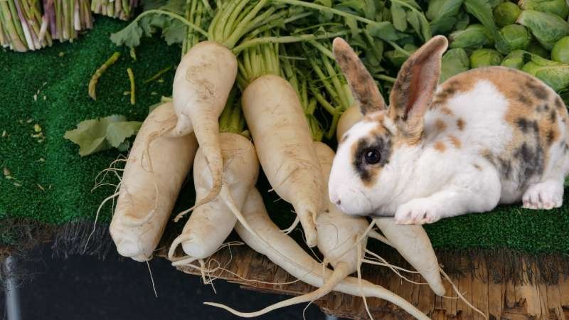 Can Rabbits Eat Parsnips?