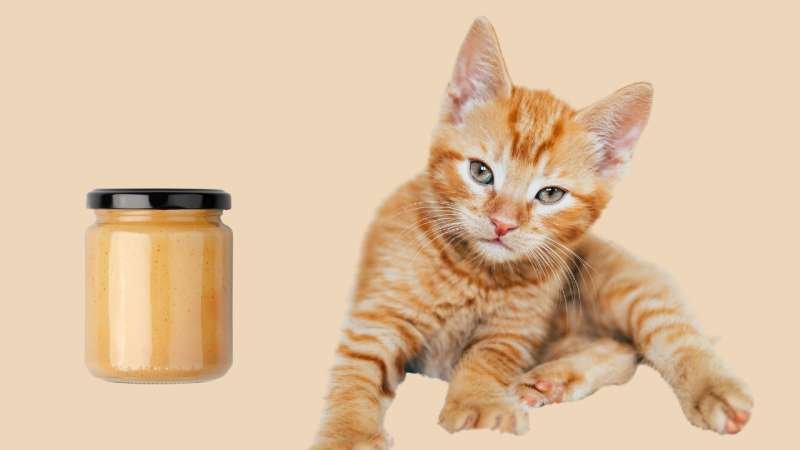 Can Cats Eat Almond Butter?