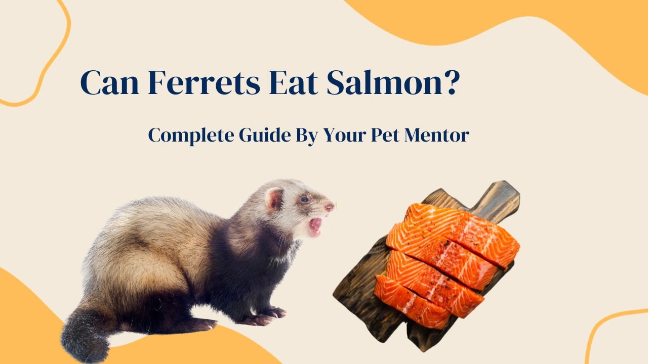 Can Ferrets Eat Salmon