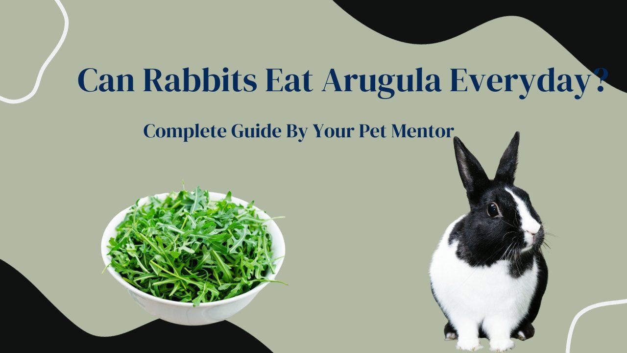 Can Rabbits Eat Arugula Everyday?
