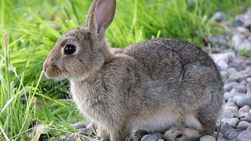 Do Rabbits Eat Lemongrass