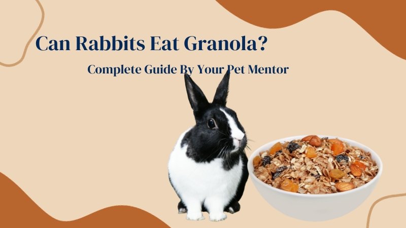 Can Rabbits Eat Granola?