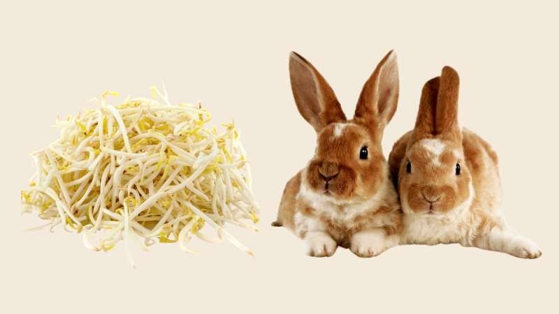 Can Rabbits Eat Bean Sprouts?
