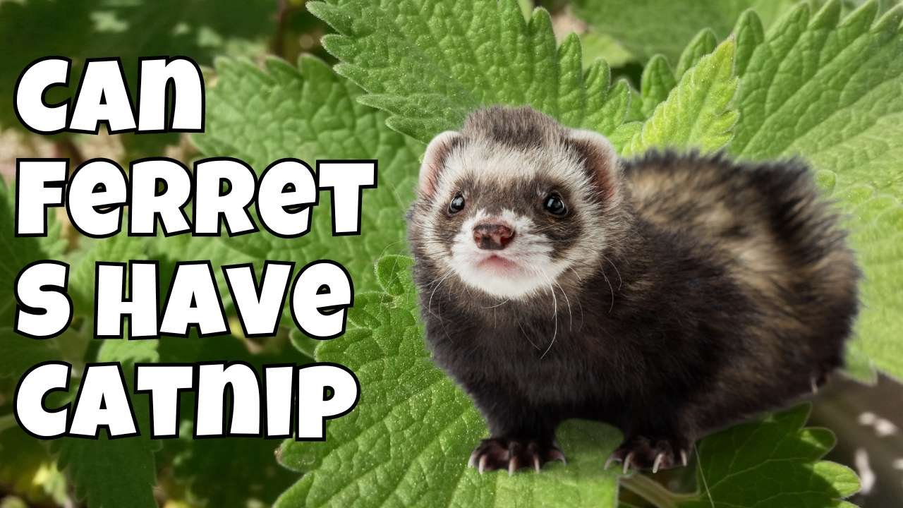 Can Ferrets Have Catnip