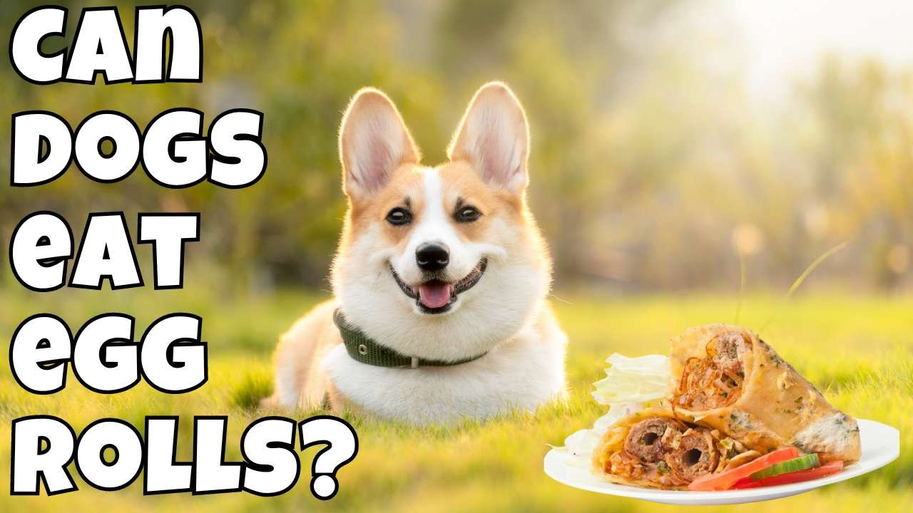 Can dogs eat egg rolls