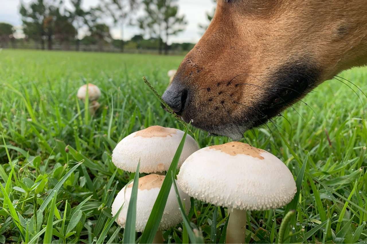 Can drug dogs smell mushrooms