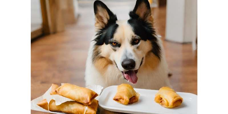 Dog eating egg roll