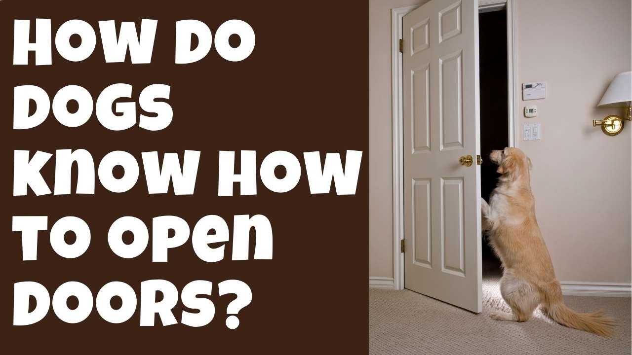 How do dogs know how to open doors