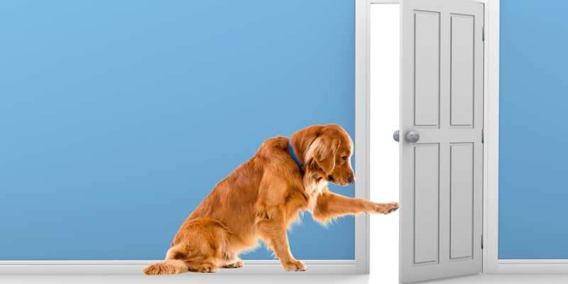 Reasons Why Your Dog Can Open Doors