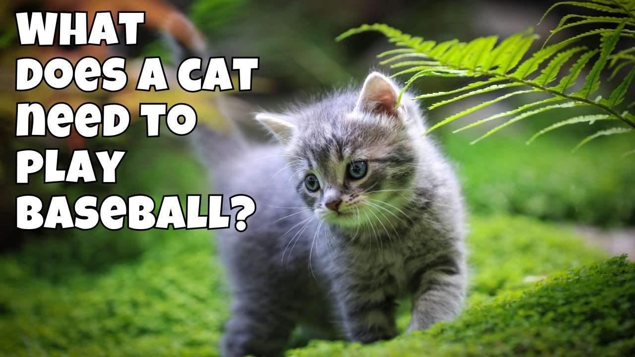 What does a cat need to play baseball