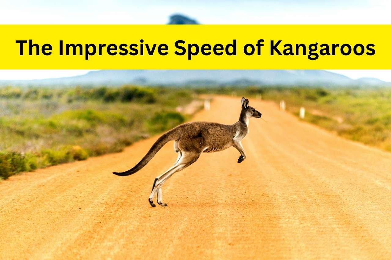 Kangaroo Run