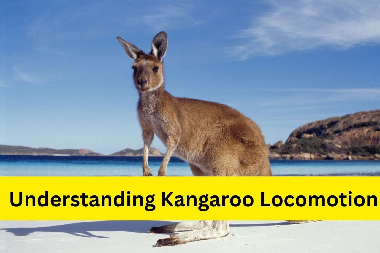 How Fast Can a Kangaroo Run