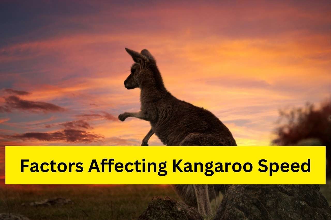How Fast Can a Kangaroo Run