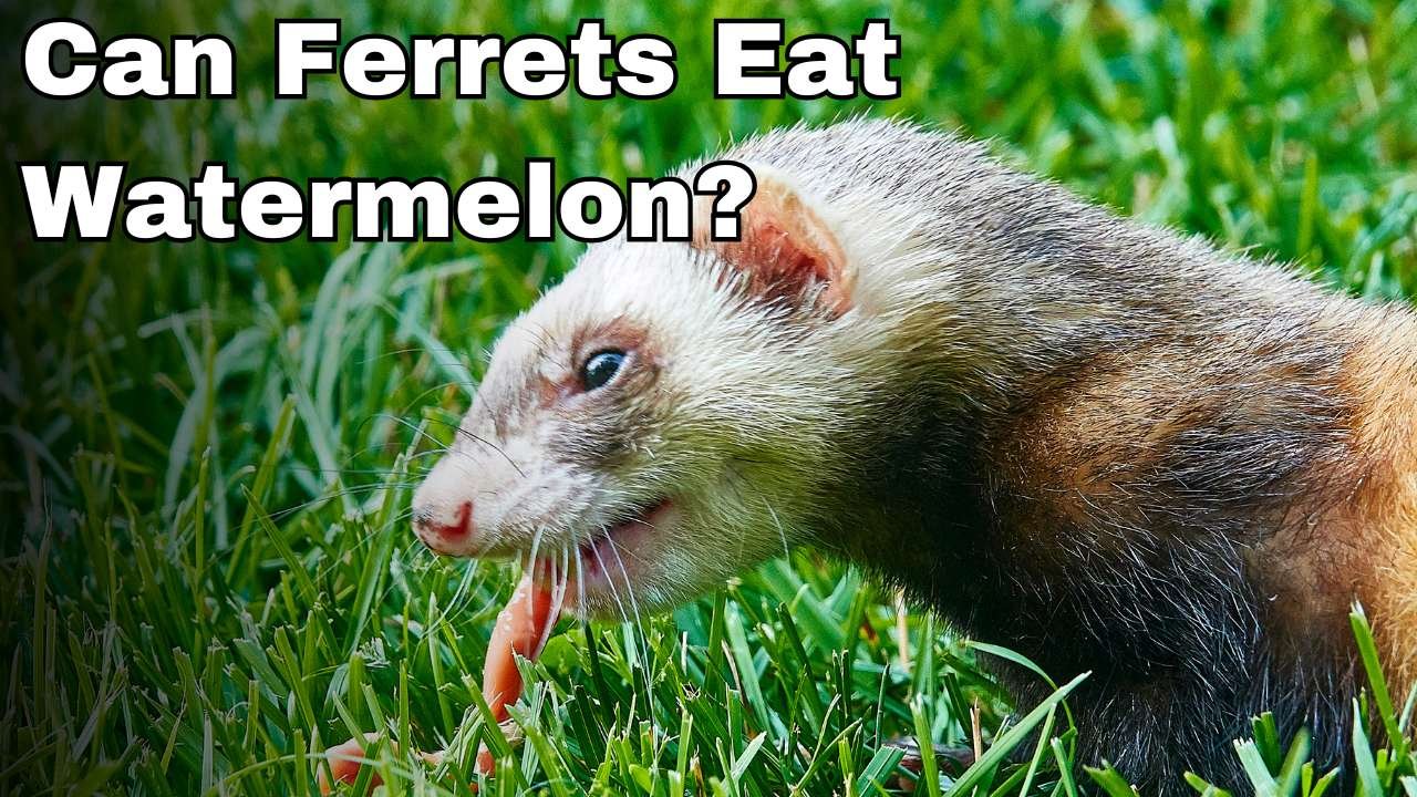 Can Ferrets Eat Watermelon