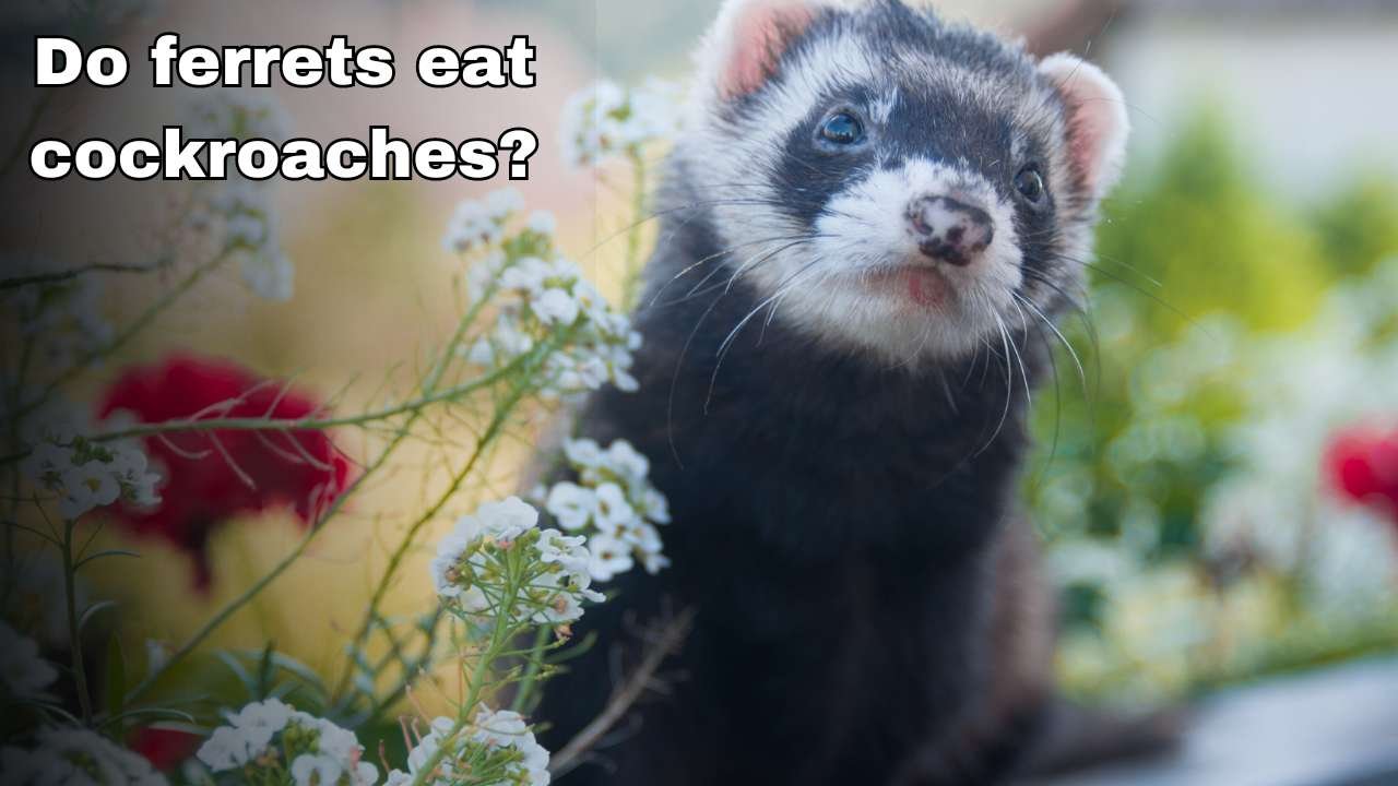 Do ferrets eat cockroaches