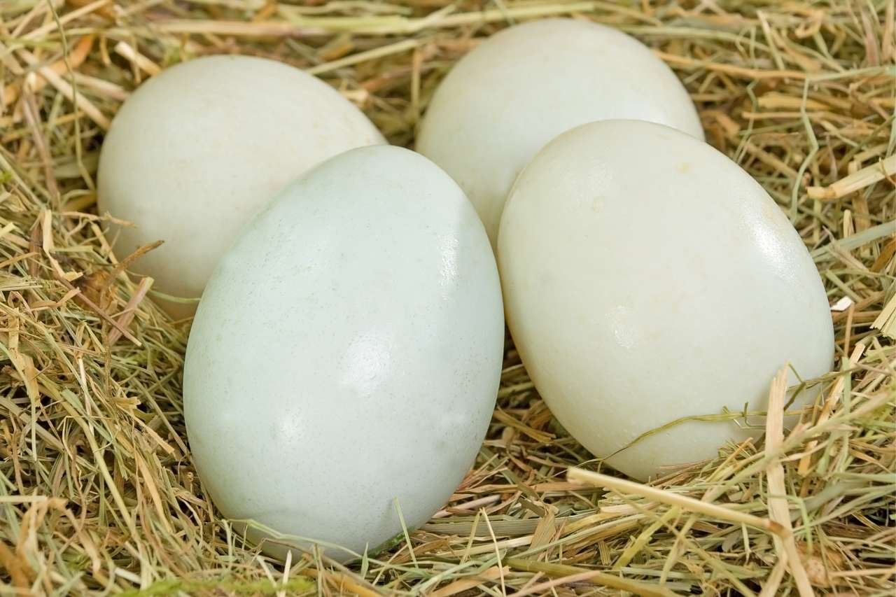 Factors Affecting Duck Egg Incubation