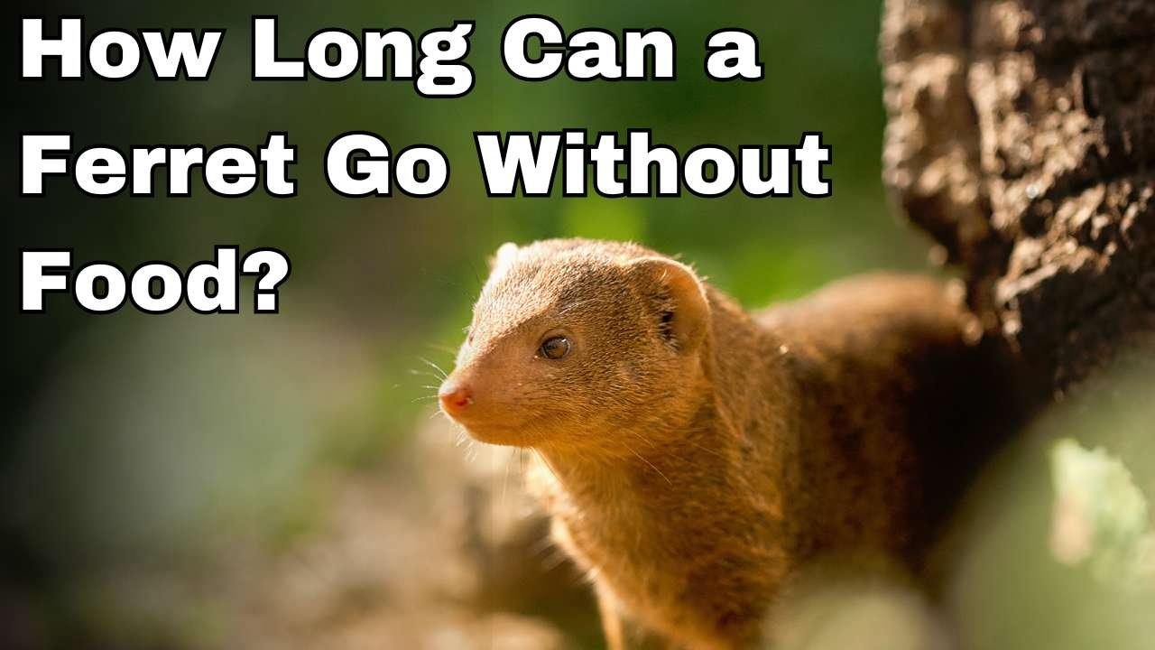 How Long Can a Ferret Go Without Food
