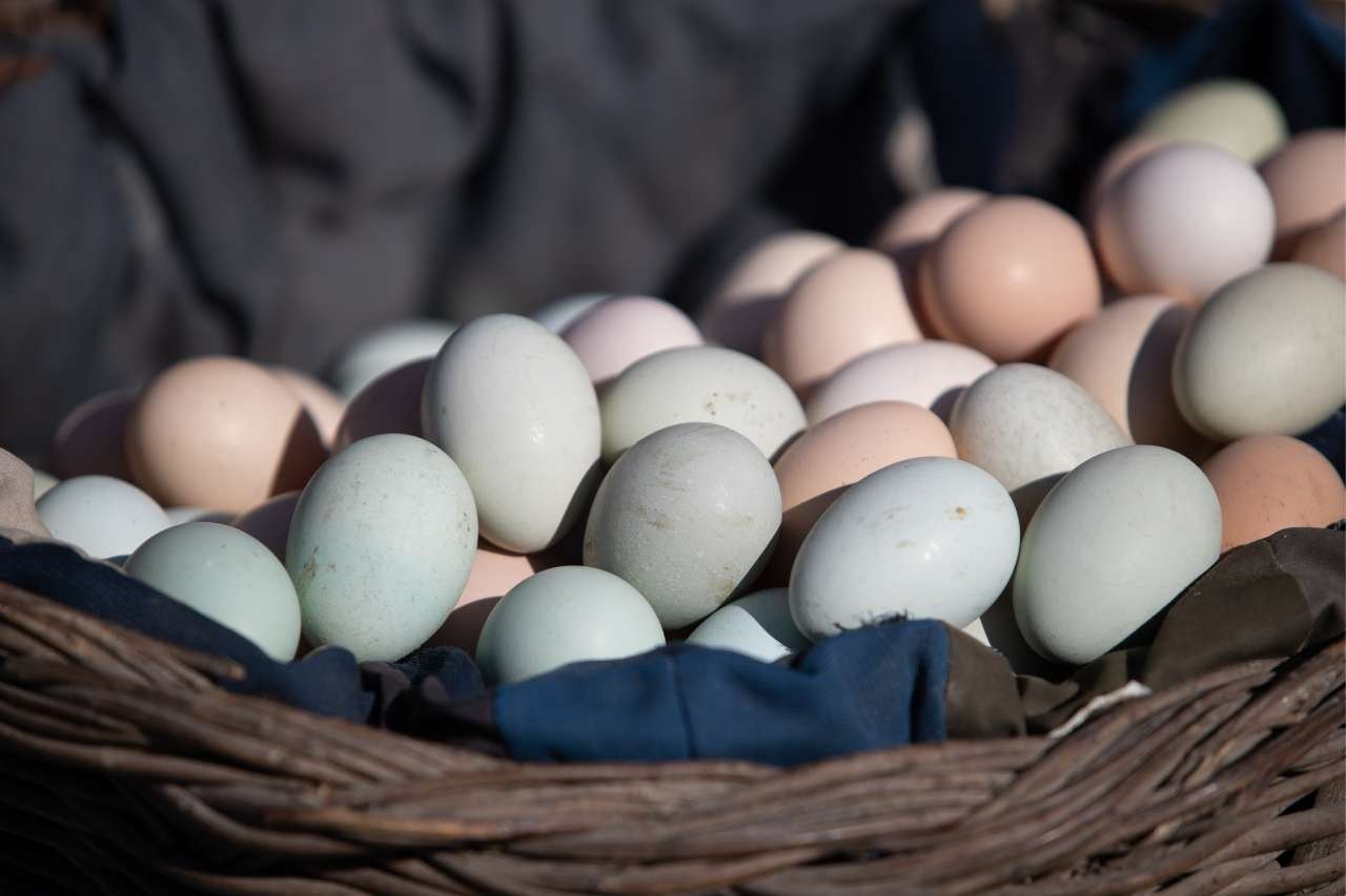 Monitoring the Progress of Duck Eggs
