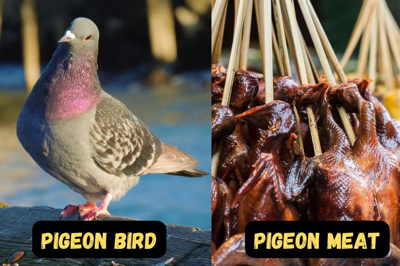 Pigeon Bird and Pigeon Meat