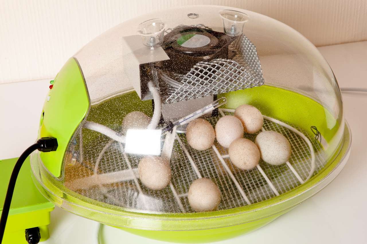 The process of incubating duck eggs