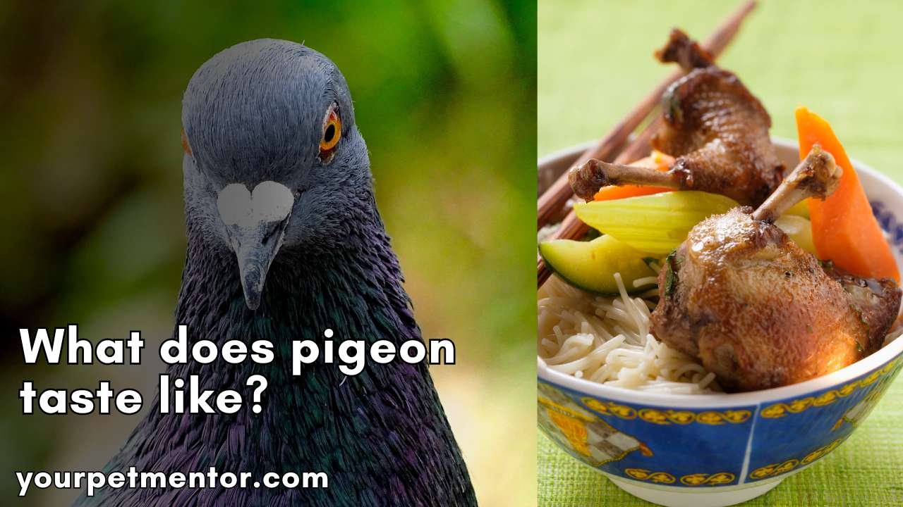 What does pigeon taste like