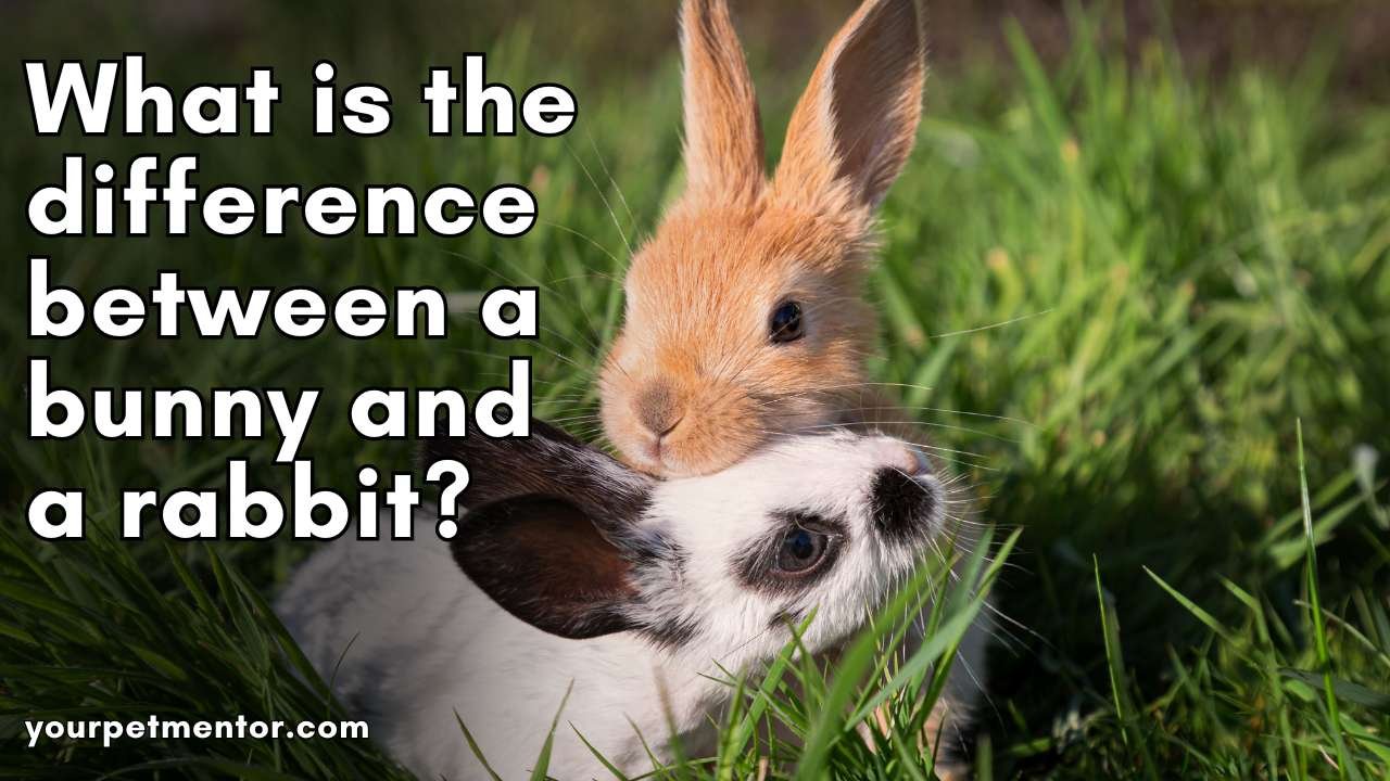 What is the difference between a bunny and a rabbit
