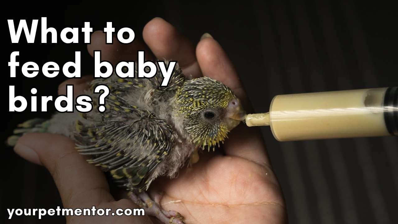 what to feed baby birds