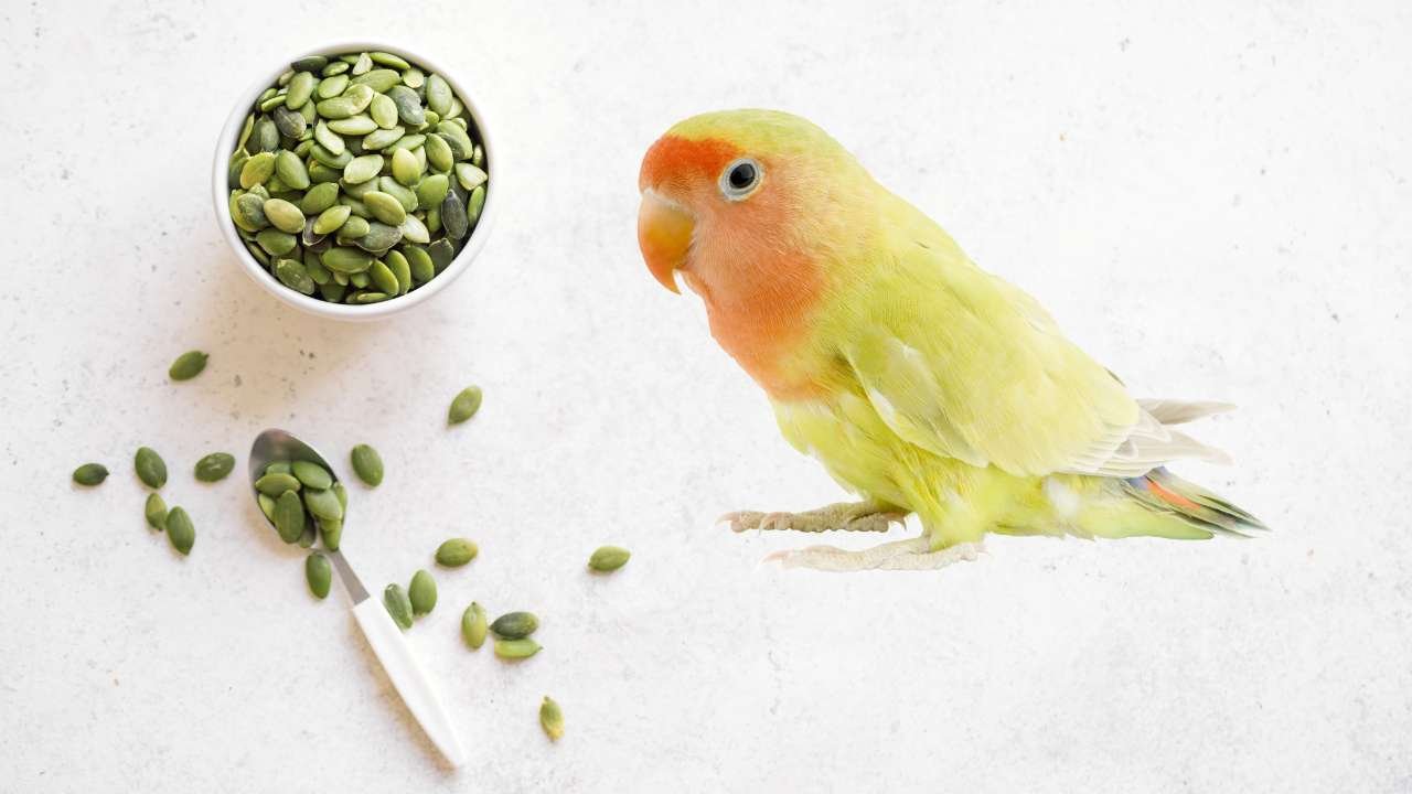 Benefits of Feeding Pumpkin Seeds for Birds