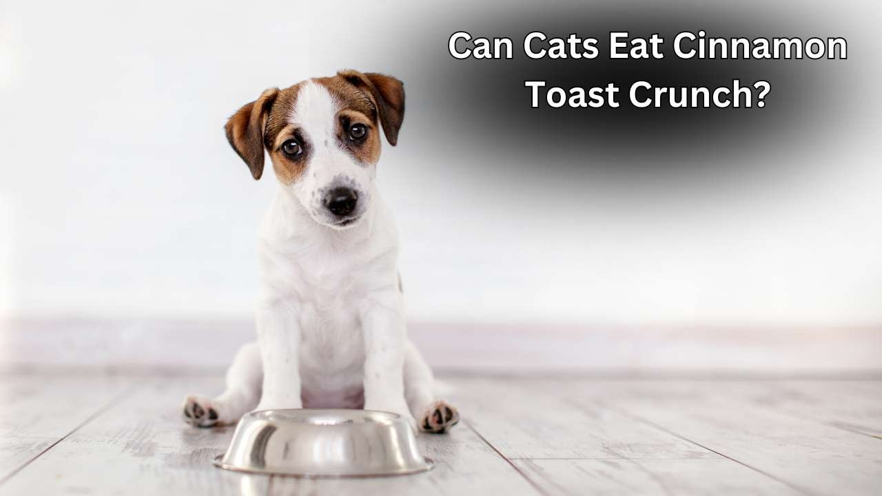 Can Cats Eat Cinnamon Toast Crunch