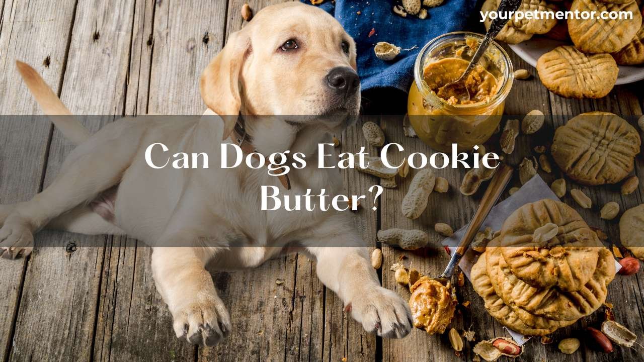 Can Dogs Eat Cookie Butter