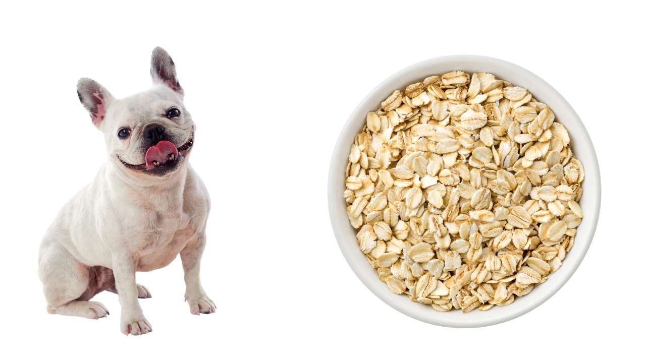 Can Dogs Eat Honey Bunches of Oats Safely