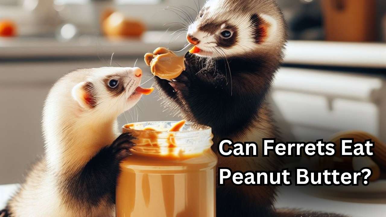 Can Ferrets Eat Peanut Butter