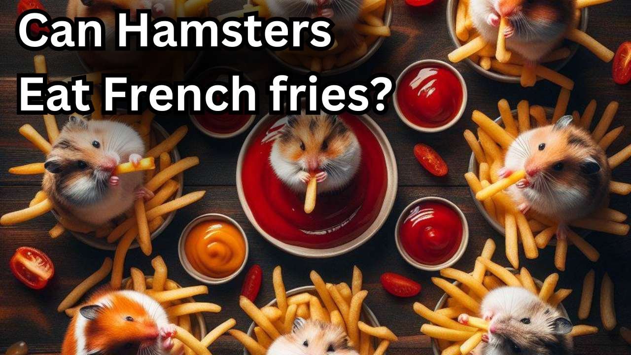Can Hamsters Eat French fries