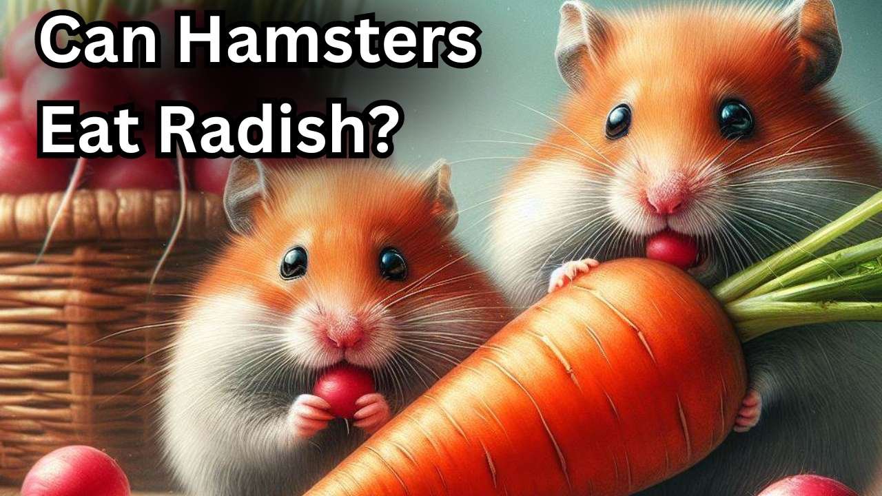 Can Hamsters Eat Radish