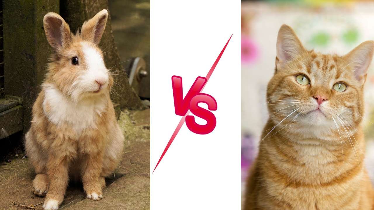 Differences Between Cats And Rabbits