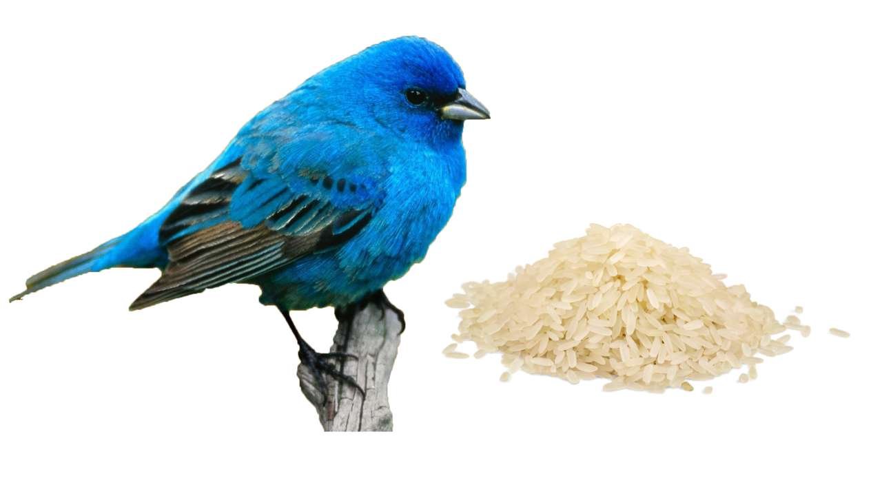 Disadvantages of Feeding uncooked rice for Birds
