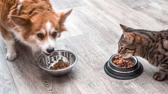 Feed Dog Food to Cats