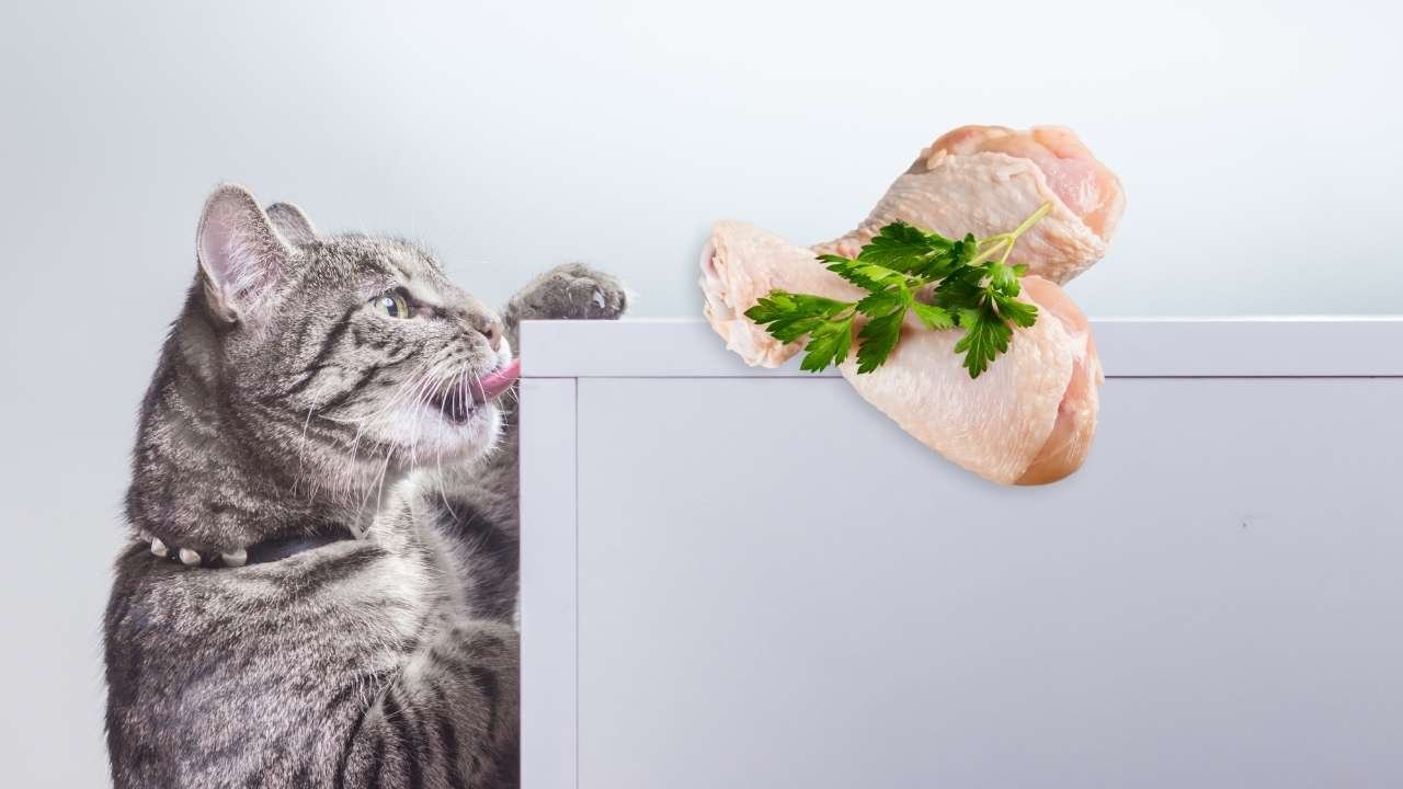How Much Raw Chicken Can Cats Eat