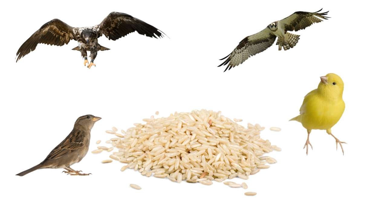 How Much Uncooked Rice Can Birds Eat