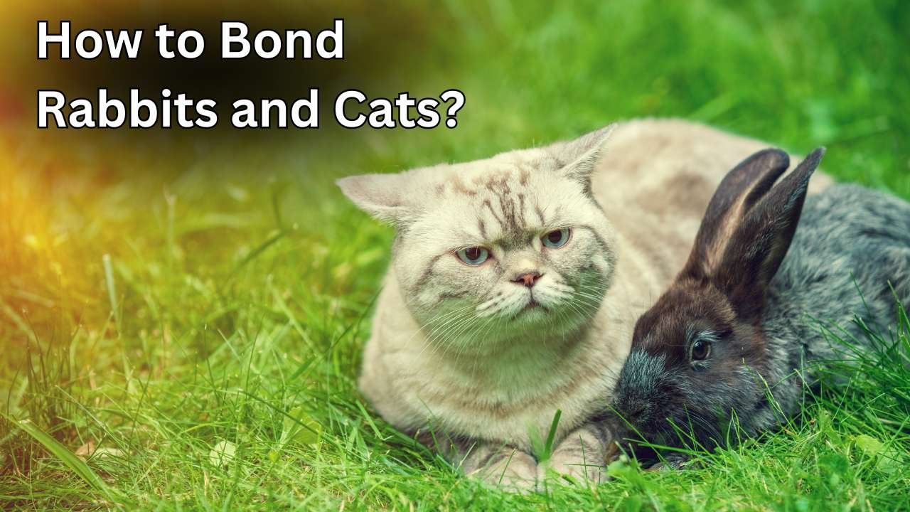 How to Bond Rabbits and Cats