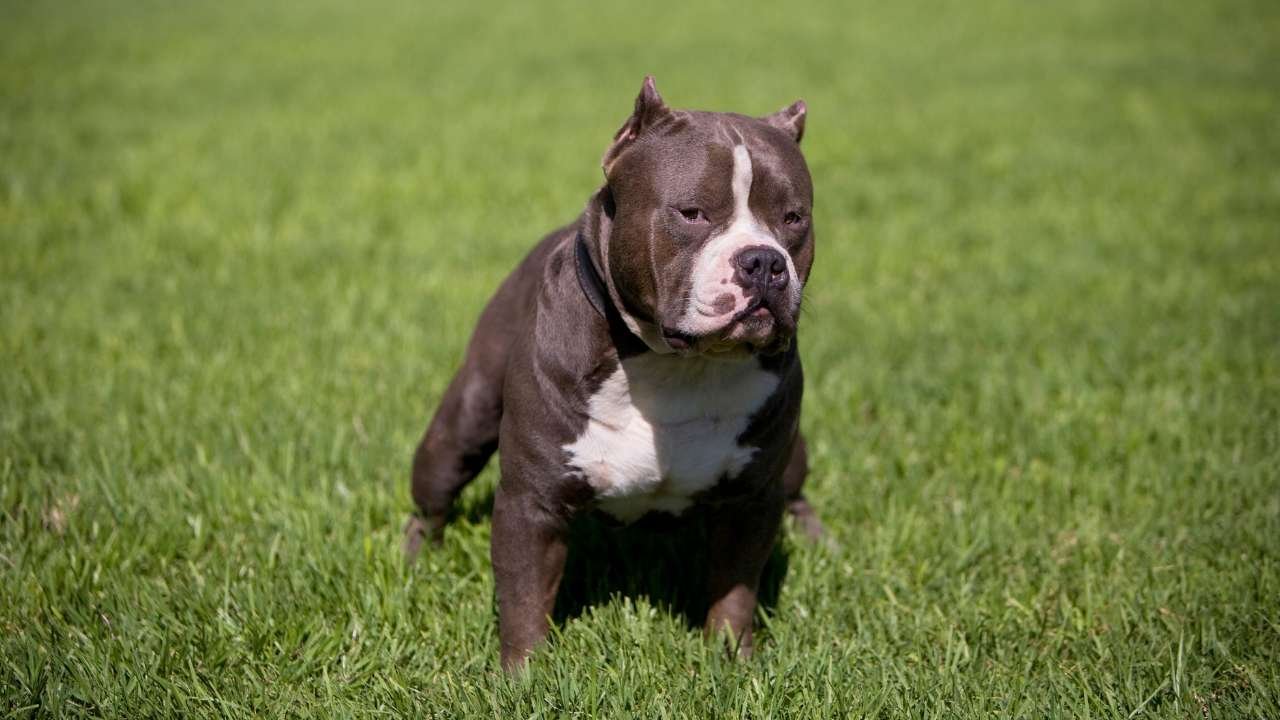 Nature and Training of Pocket Bully