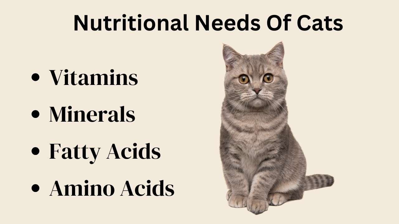 Nutritional Needs Of Cats