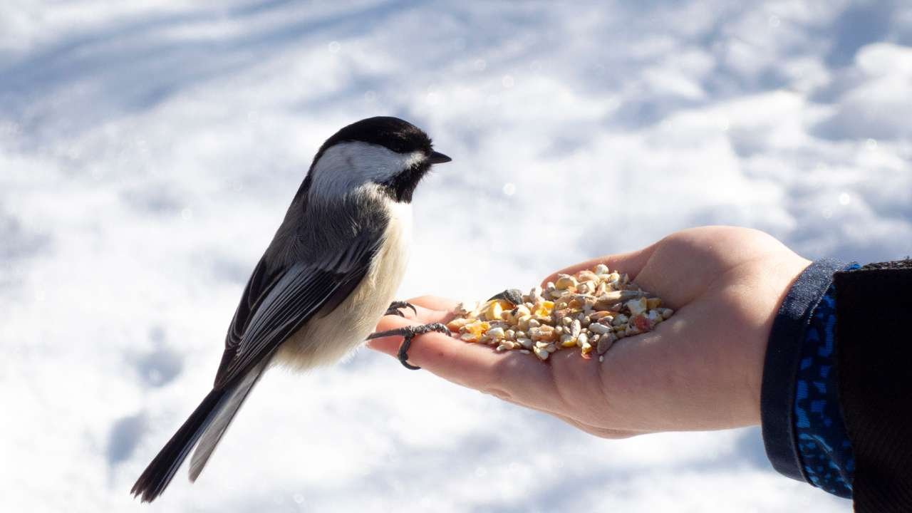Nutritional Needs of Birds