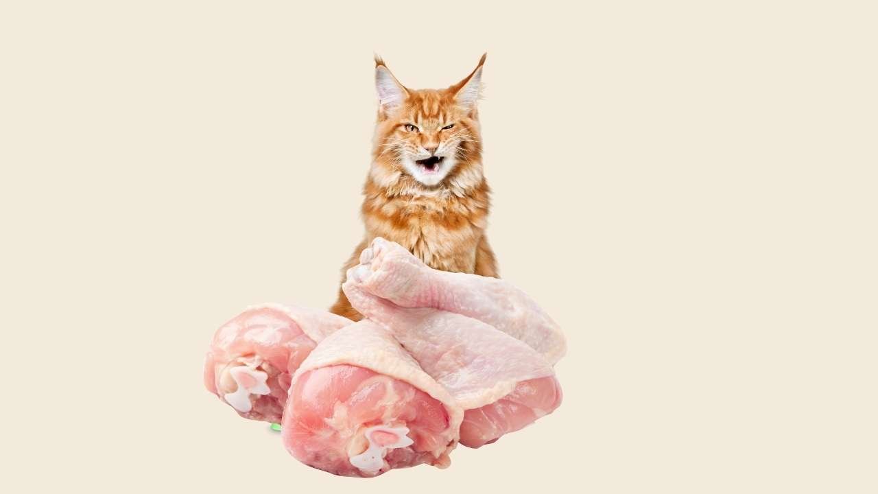 Potential Risks Of Cats Eating Raw Chicken