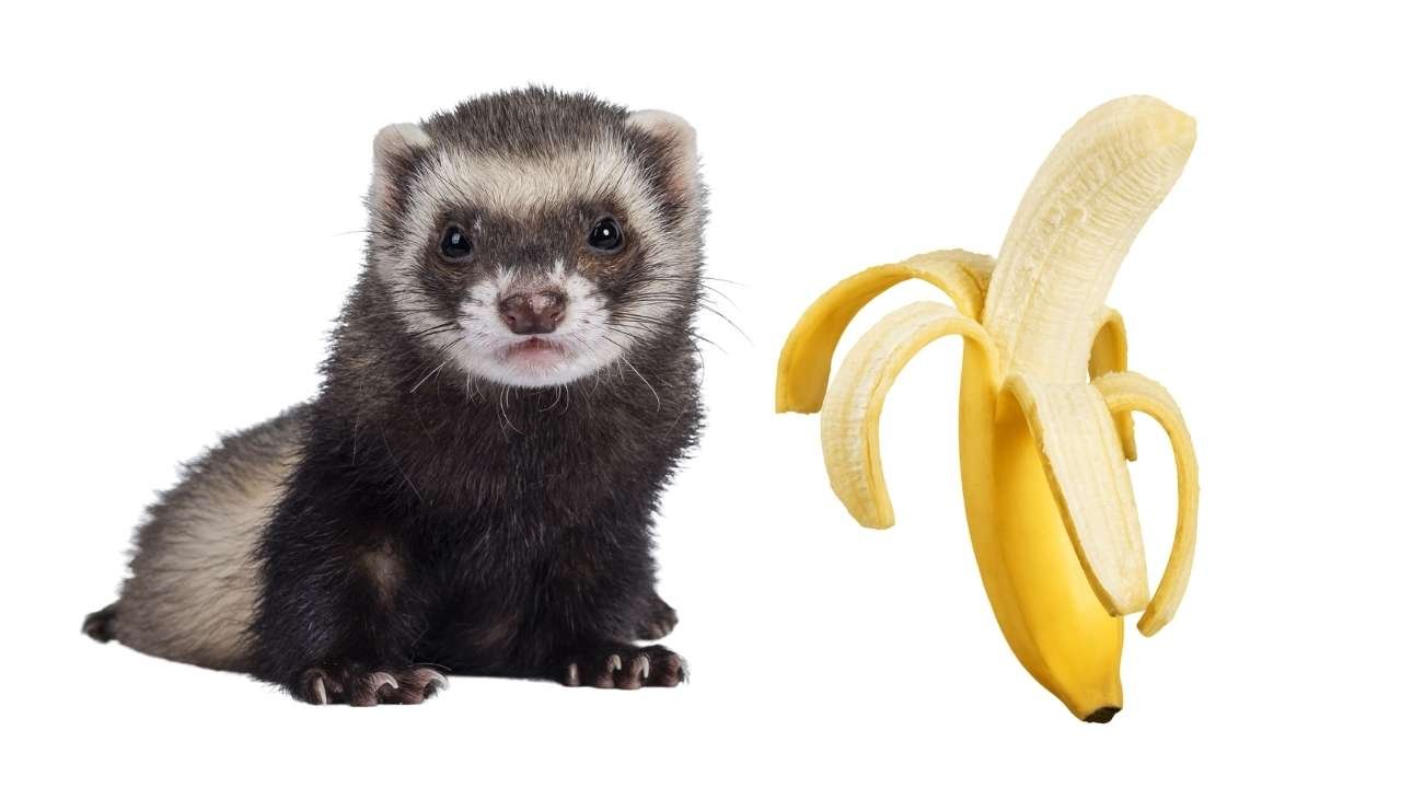 Can Ferrets Eat Bananas